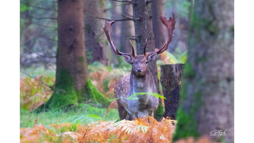 Fallow Buck Linford2