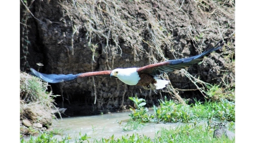 African Fish Eagle