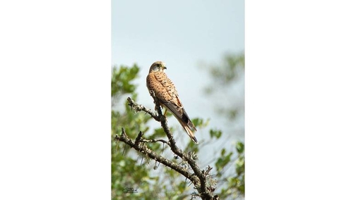 African Kestrel