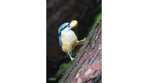 Ambitious Nuthatch