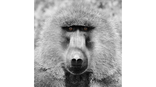 Baboon Stare