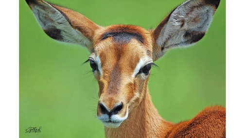 Baby Impala1