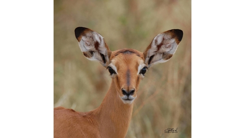 Baby Impala2