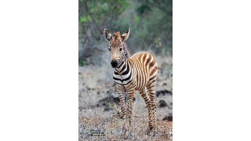 Baby Zebra