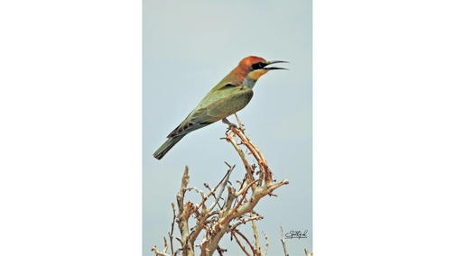 Bee-eater 1