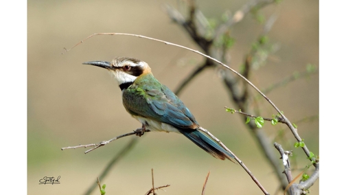 Bee-eater 2