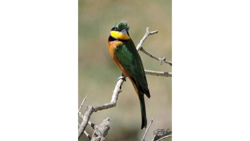 Bee-eater 3