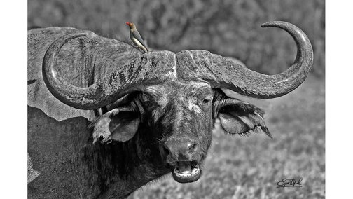 Buffalo & Oxpecker