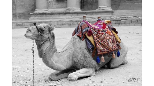 Camel at the Treasury