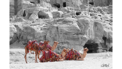 Camels at Petra 2