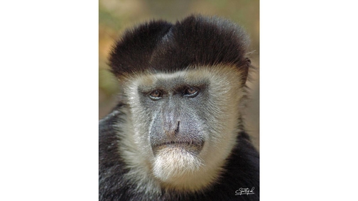 Colobus