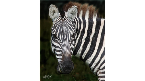 Common Zebra