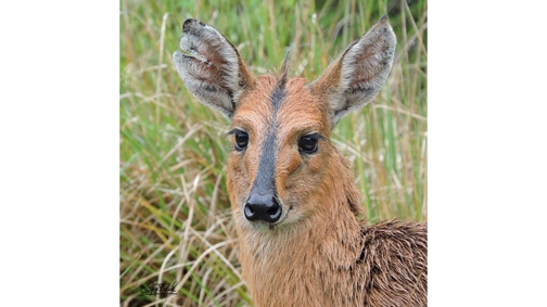 Damp Dik-Dik