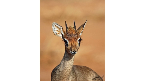 Dik-Dik 1