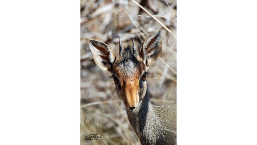 Dik-Dik Buck