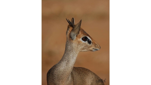 Dik-Dik 2