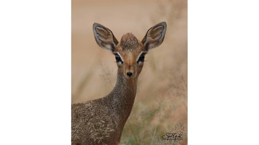 Dik-Dik 3