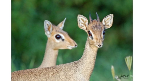 Dik-Diks