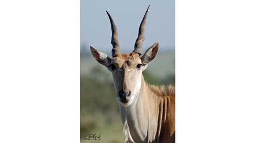 Eland