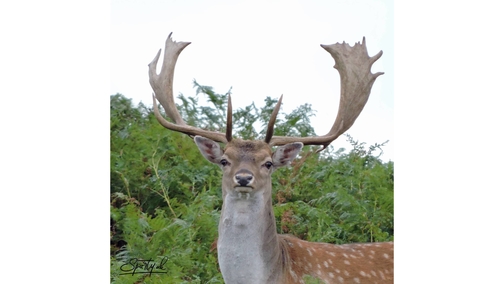 Fallow Buck Godshill