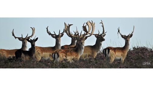 Fallow Bucks