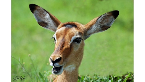 Female Impala