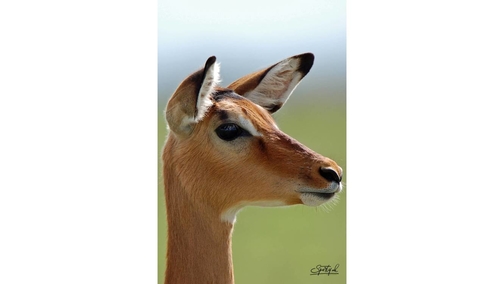 Female Impala profile