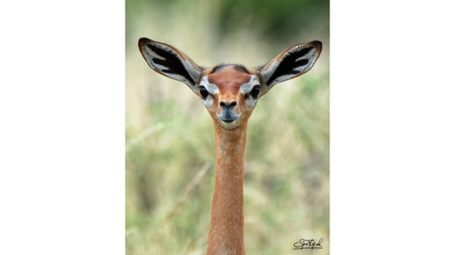 Gerenuk 2