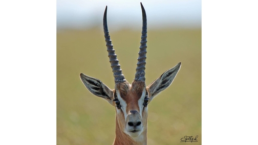 Grants Gazelle 1