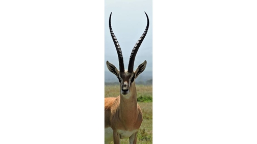 Grants Gazelle 2