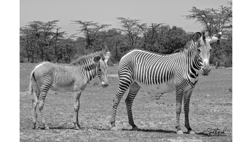 Grevy and foal