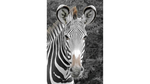 Grevy