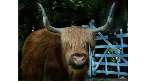 Highlander at Brockenhurst