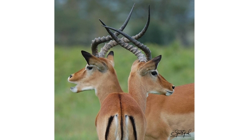 Impalas 2