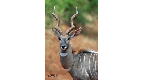Kudu