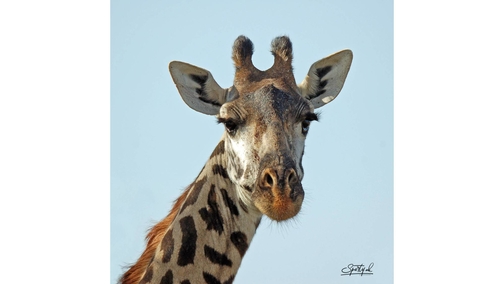 Masai Giraffe 1