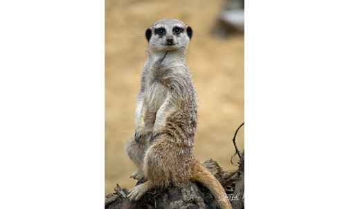 Meerkat Sentry