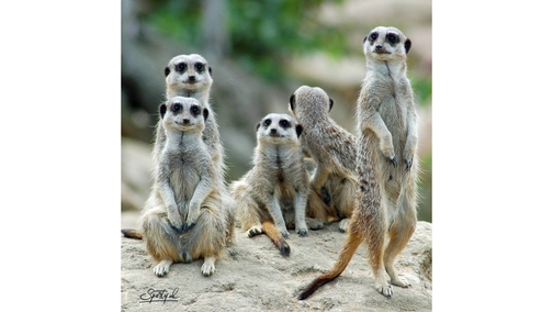 Meerkats