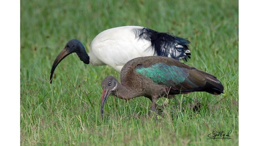 Sacred Ibis pair
