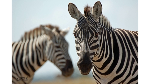 Pair of Plains Zebra