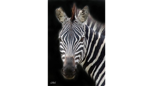 Plains Zebra 2