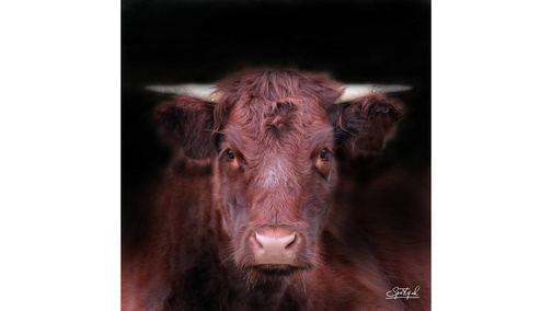 Red Heifer