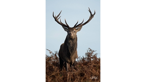 Red Stag