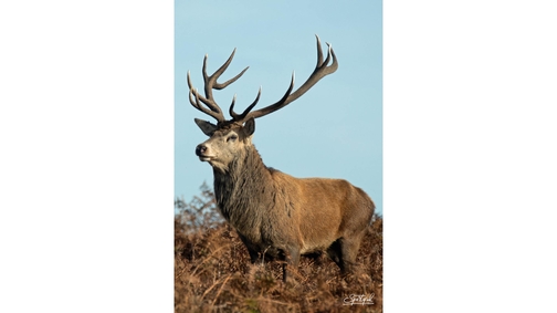 Red Stag1