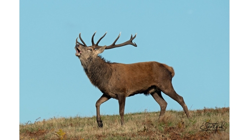 Red Stag 2