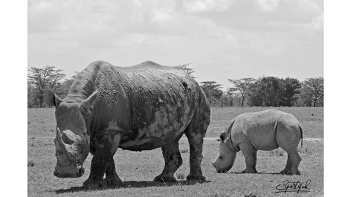 Rhino and calf