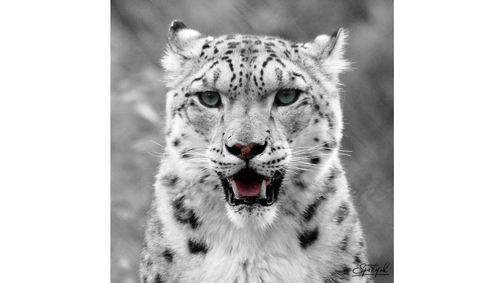 Snow Leopard snarl