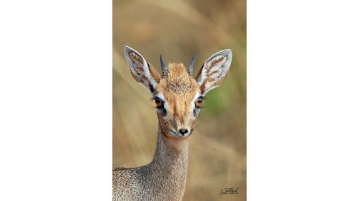 Tsavo Dik-Dik