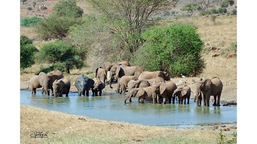 Tsavo waterhole