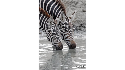Tsavo Zebra2